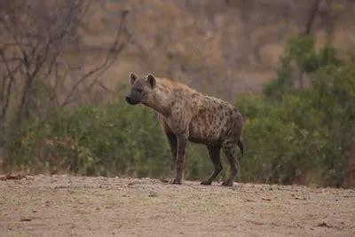 Interpreting Hyena Dreams in Different Cultures