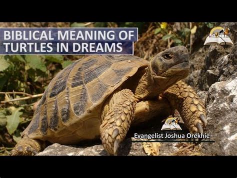 Interpreting Lost Turtle Dreams in Different Cultures and Traditions