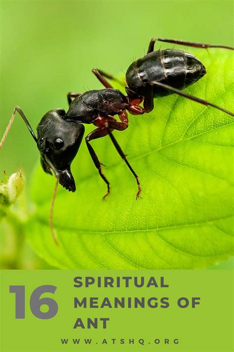 Interpreting Symbolic Meanings of Ants across Diverse Cultures