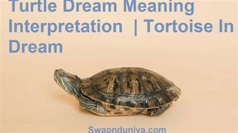 Interpreting Symbolic Significance: Various Dream Scenarios Featuring Turtoise Battles