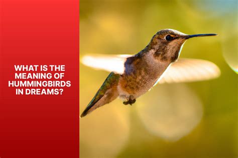 Interpreting and Explaining Dreams of Confrontation with a Hummingbird