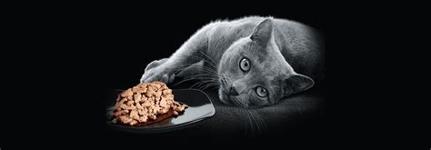 Interpreting and Understanding the Symbolism of Feline Feeding Habits