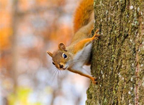 Interpreting the Demise of a Squirrel in Your Dream