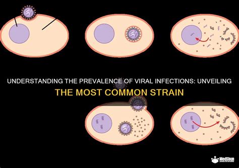 Interpreting the Infection: Unveiling the Concealed Message