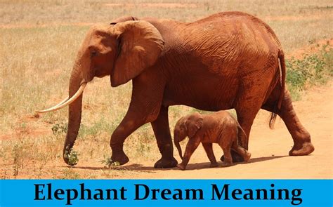 Interpreting the Meaning of a Dream with a Young Elephant