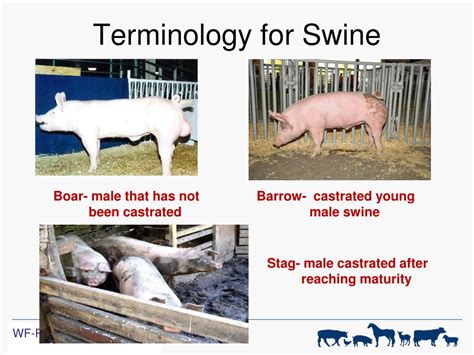 Interpreting the Significance of Delivering a Swine