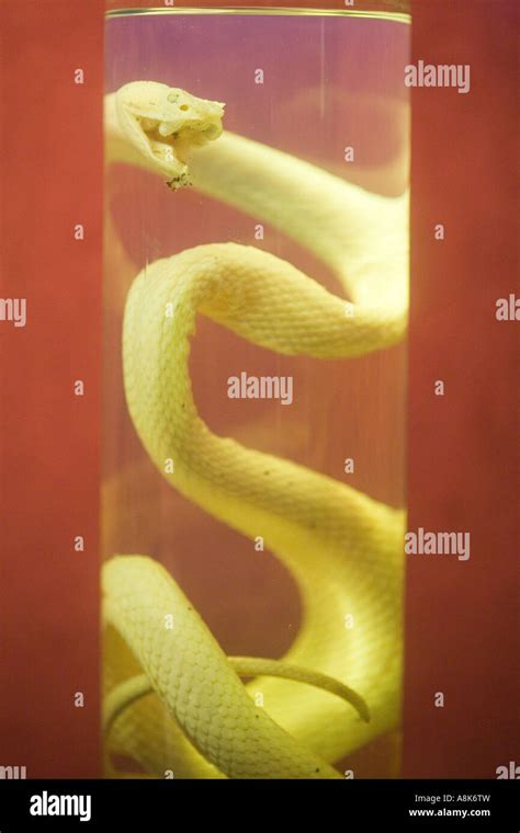 Interpreting the Significance of Encountering a Serpent in a Glass Container