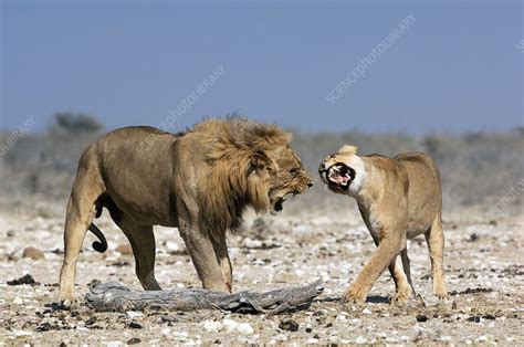 Interpreting the Subliminal Symbols within Lion Courtship Nightmares