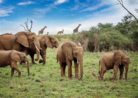 Into the Wild: Exploring the Natural Habitat of Elephants