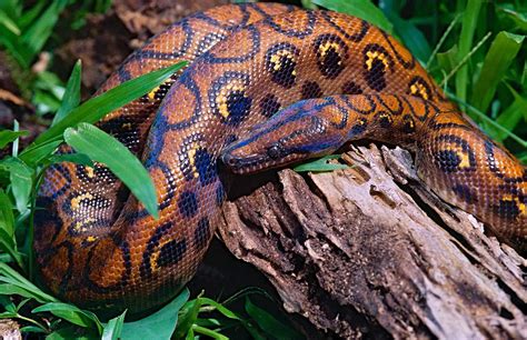 Intriguing Facts about the Giant Boa's Habitat