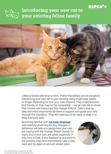 Introducing Your New Feline Companion to Your Family: Tips for a Seamless Transition