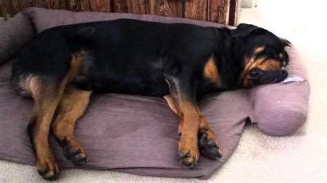 Investigating the Fight or Flight Response: How Rottweiler Dreams Reflect Our Survival Instincts