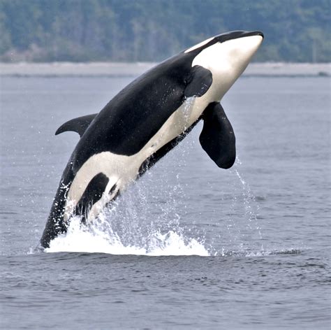 Is the Majestic Orca a Representation of Your Inner Fear or Anxiety?