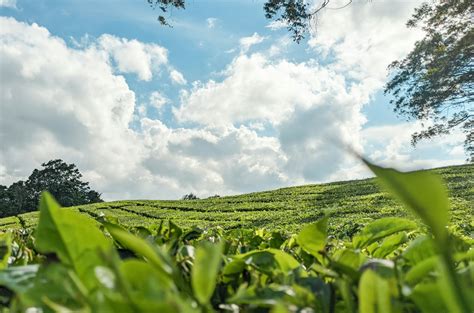 Jahan Tea's Rise to Prominence in the Industry