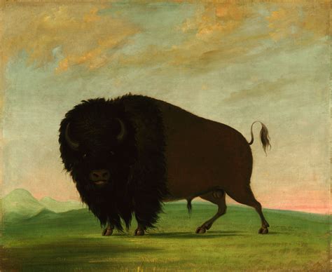 Journeying within: Exploring the Depths of Self through Picturing the Buffalo