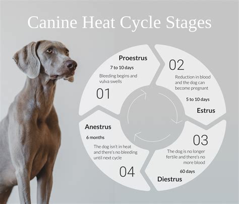 Keep Your Canine Composed during Waiting Period