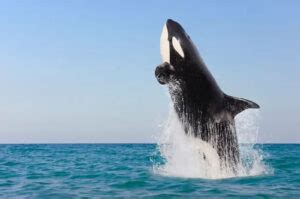 Killer Whales in Mythology and Folklore: A Journey into the Symbolic Realm