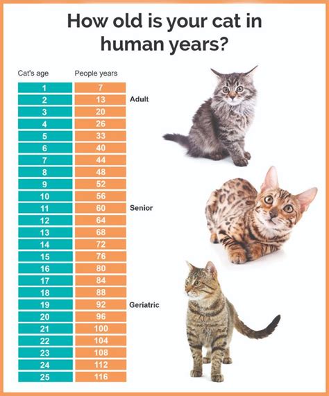 Kitty Cat's Early Life and Family Background