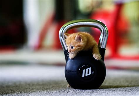 Kitty Cat's Fitness Routine and Health Regimen