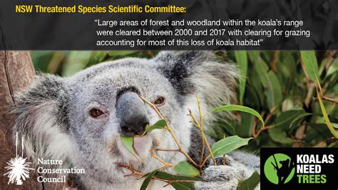 Koala Conservation Efforts: Protecting an Endangered Species