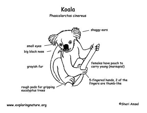 Koala Puffs' Body Figure: Diet and Exercise