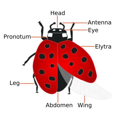 Lady Bug's Biography