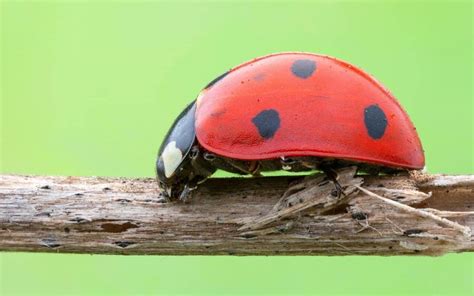 Ladybirds in Folklore and Superstitions