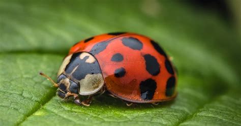 Ladybugs as Symbols: Luck, Protection, and More