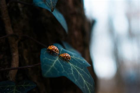 Ladybugs as a Symbol of Good Luck and Protection