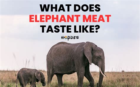 Legal Status and Cultural Practices: Exploring Elephant Meat Around the World