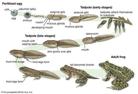 Lessons on Growth and Development: The Journey from Tadpole to Frog