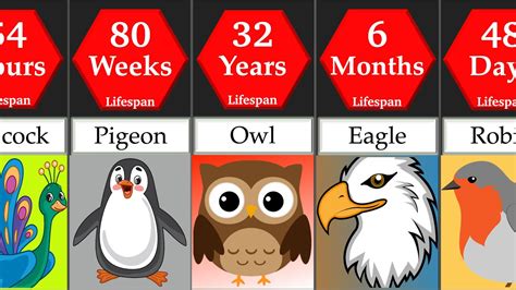 Life Expectancy: How Many Years Do These Birds Exist?