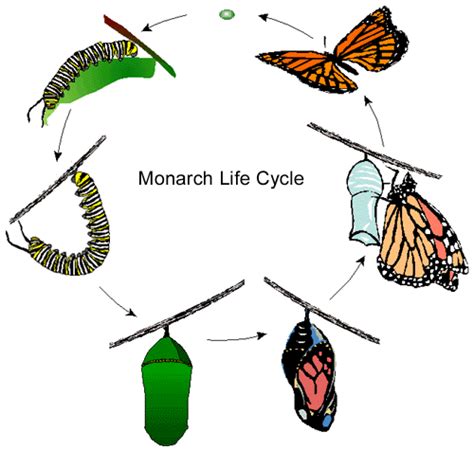 Life Story of the Monarch