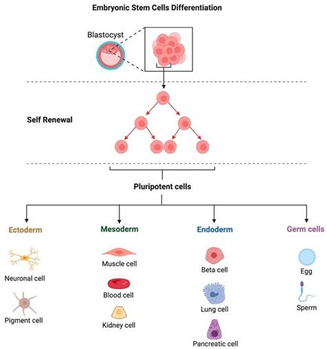 Life and Career of Gal Bittencourt