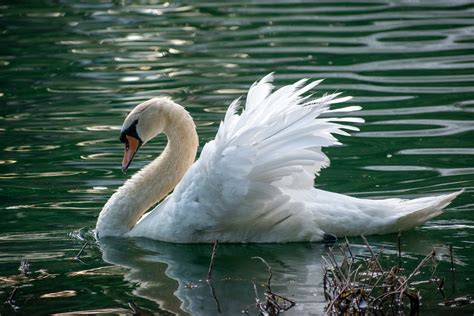 Life on the Water: The Pink Swan's Aquatic Habitat