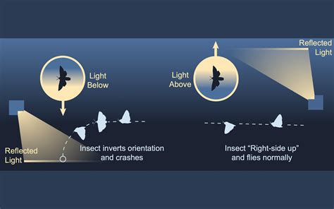 Lighting the Way: Optimal Lighting Solutions for a Nocturnal Productivity Haven