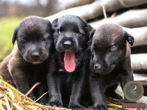 Linking Dreams and Emotions: Decoding the Symbolism of Black Dog Puppies