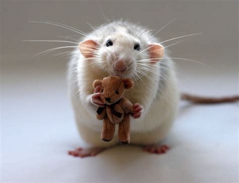 Longing for Pet Rodents: Pointers and Suggestions for Devoted Fans of Mousedom