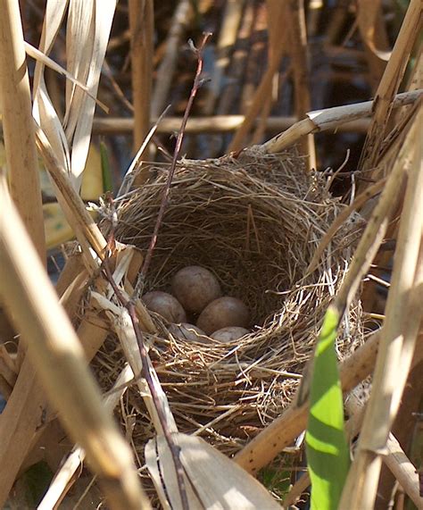 Love Nests: Investigating the Construction and Significance of Avian Mating Dwellings