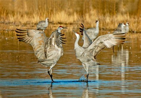 Love in the Air: Unveiling the Role of Bird Songs in Mating Rituals