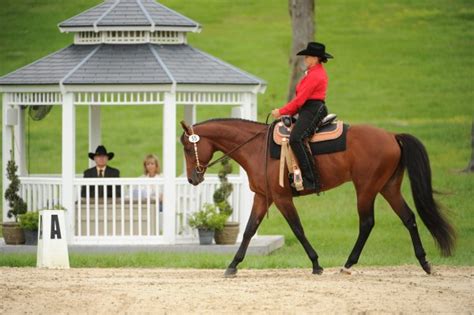 Lynn Palm's Impact on the Equestrian World