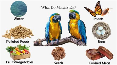 Macaw's Diet: From Seeds to Fruits and Nectar