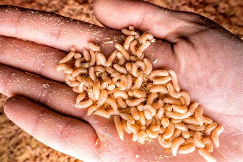 Maggots as a Sign of Decay: Health Hazards and Remedies