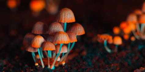 Magic Mushrooms: The Enigmatic allure of Psychedelic Fungi and their Cultural Significance