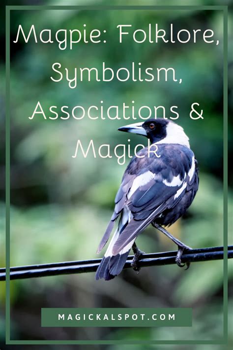 Magpies in Cultural Symbolism: From Folklore to Modern Interpretations