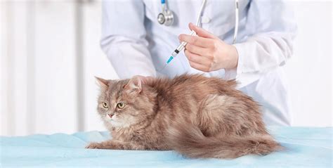 Maintaining Your Kitten's Optimal Health: Vaccinations and Veterinary Appointments