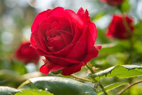 Maintaining and Nurturing Vibrant Blooms of Gorgeous Roses