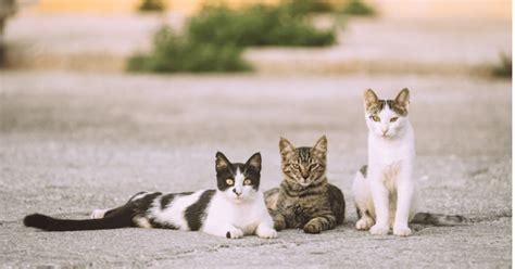 Making Connections: The Relationship Between Felines and Mortality in Diverse Cultural Backgrounds