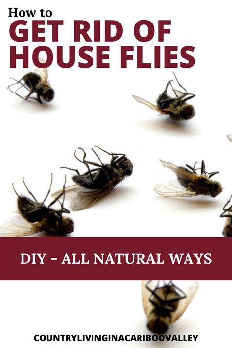 Managing Houseflies in Outdoor Spaces