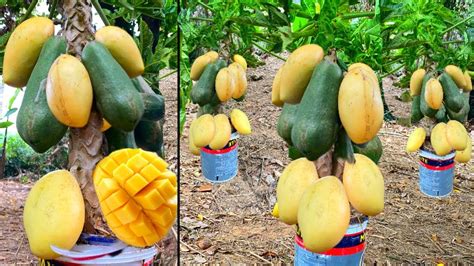 Mango Madness: Unexpected and Creative Utilizations for the Tropical Fruit